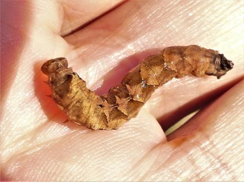 Réf. 308 431 : Thyatira batis